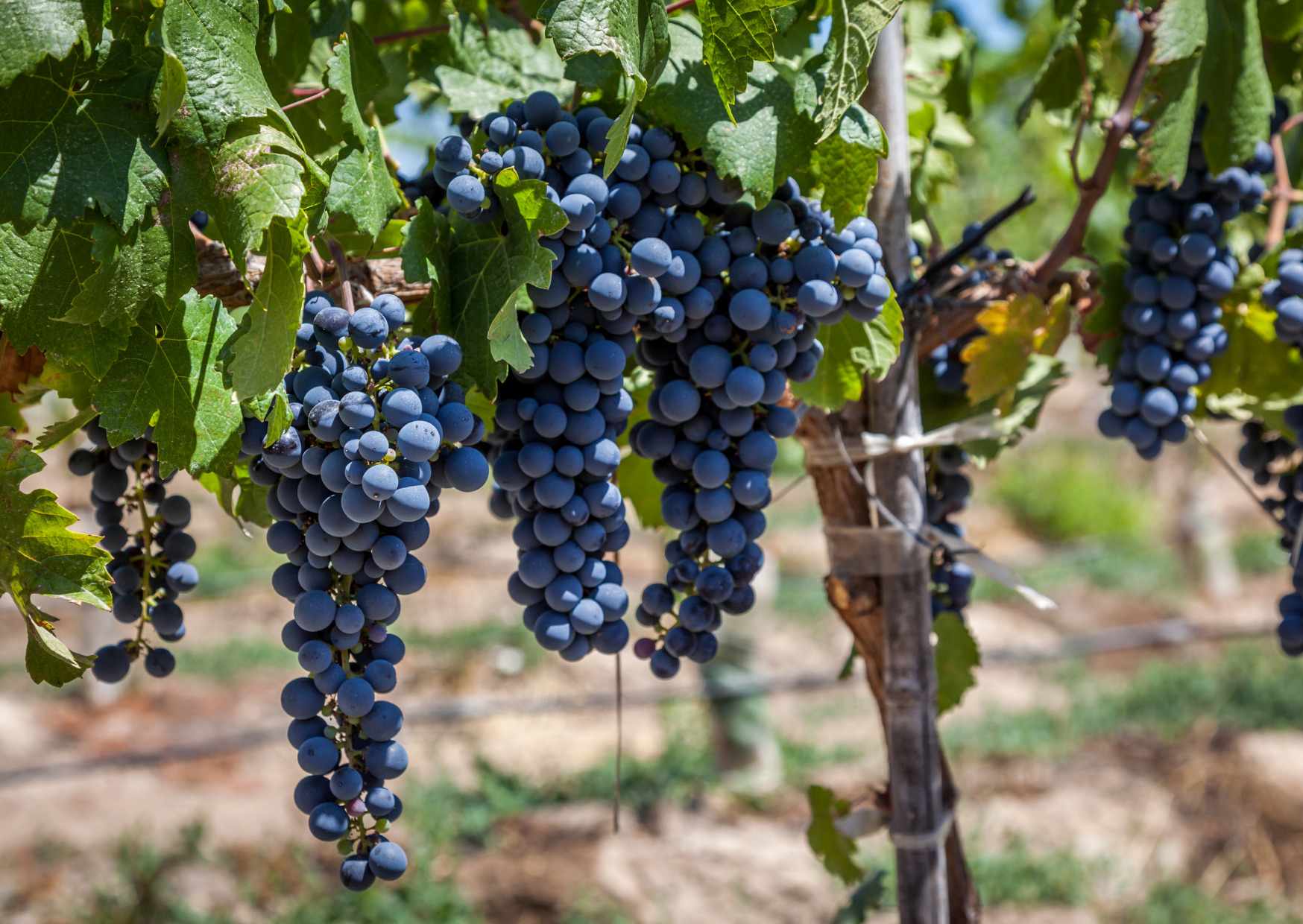 Grapevines in Colchagua, Chile