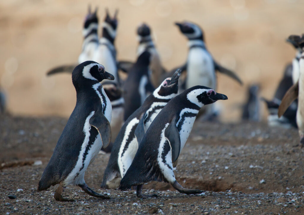 Penguins in the Chilean Patagonia